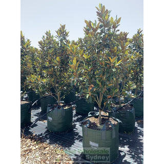 Copy Of Magnolia Little Gem Super Advanced 150L Pot/bag Plants
