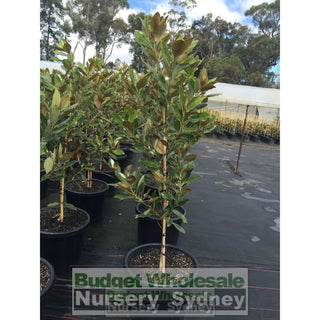 Magnolia Little Gem Xxlarge 500Mm/75Lt Pot Plants