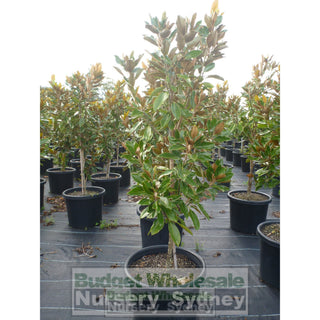 Magnolia Little Gem Xxlarge 500Mm/75Lt Pot Plants