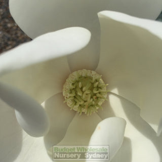 Magnolia Little Gem Xxlarge 500Mm/75Lt Pot Plants