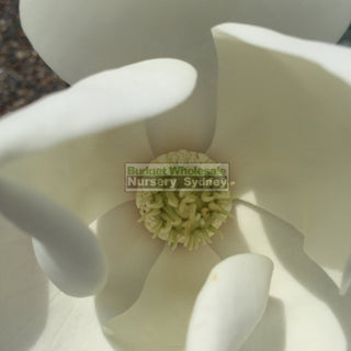 Magnolia Little Gem Xxlarge 500Mm/75Lt Pot Plants