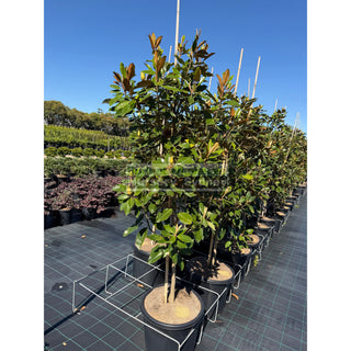 Magnolia Little Gem XXLarge 500mm/75Lt Pot Plants