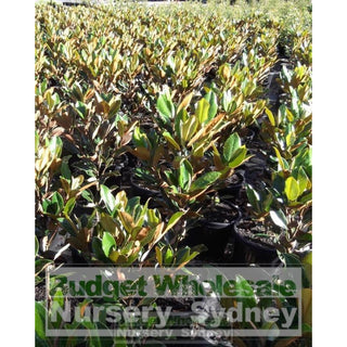 Magnolia Little Gem Xxlarge 500Mm/75Lt Pot Plants