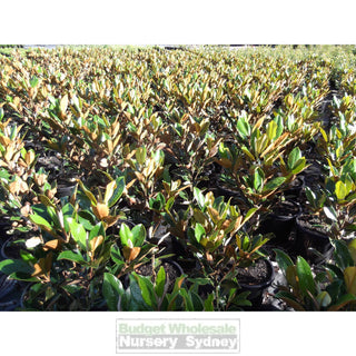 Magnolia Little Gem Xxlarge 500Mm/75Lt Pot Plants