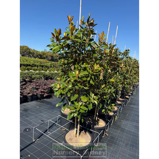 Magnolia Little Gem XXLarge 500mm/75Lt Pot Plants