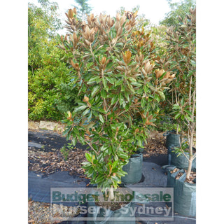 Magnolia Little Gem Xxxxlarge 100Lt Pot/bag Plants