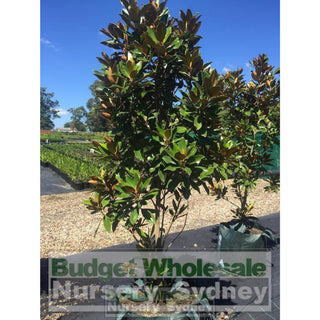 Magnolia Little Gem Xxxxlarge 100Lt Pot/bag Plants