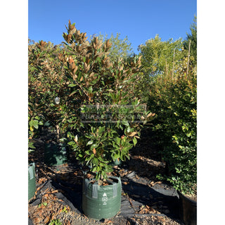 Magnolia Little Gem Xxxxlarge 100Lt Pot/bag Plants