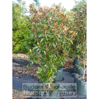 Magnolia Little Gem Xxxxlarge 100Lt Pot/bag Plants
