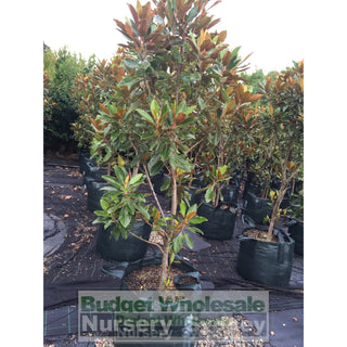 Magnolia Little Gem Xxxxlarge 100Lt Pot/bag Plants