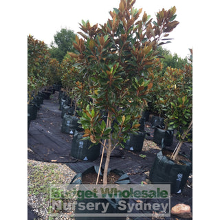 Magnolia Little Gem Xxxxlarge 100Lt Pot/bag Plants