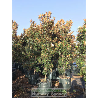 Magnolia Little Gem Xxxxlarge 100Lt Pot/bag Plants