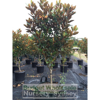 Magnolia Little Gem Xxxxxlarge 200Lt Pot/bag Plants