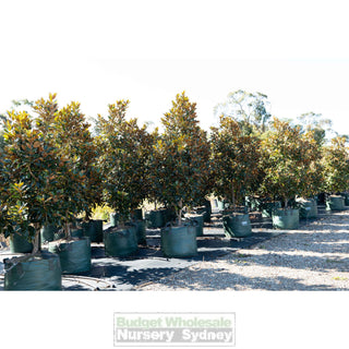 Magnolia Little Gem Xxxxxlarge 200Lt Pot/bag Plants