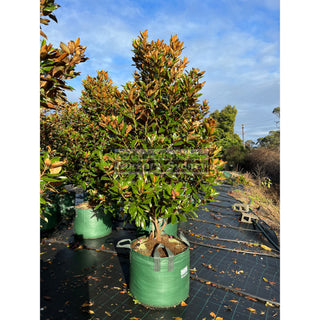 Magnolia Little Gem Xxxxxlarge 200Lt Pot/bag Plants