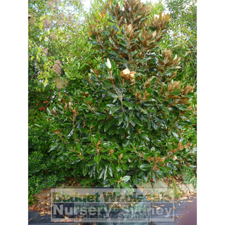 Magnolia Little Gem Xxxxxlarge 200Lt Pot/bag Plants