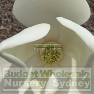 Magnolia Little Gem Xxxxxlarge 200Lt Pot/bag Plants