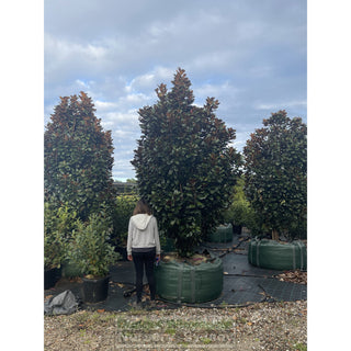 Magnolia Teddy Bear 1000L Super Advanced Plant Plants