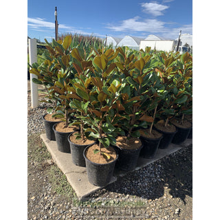 Magnolia Teddy Bear 250Mm Pot Plants