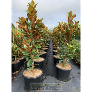 Magnolia Teddy Bear 400Mm Pot Advanced Plant Plants