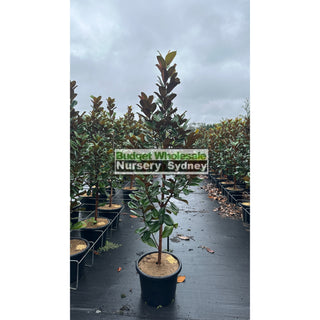 Magnolia Teddy Bear 400Mm Pot Advanced Plant Plants