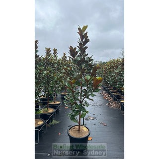 Magnolia Teddy Bear 400Mm Pot Advanced Plant Plants