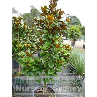 Magnolia Teddy Bear 400Mm Pot Advanced Plant Plants