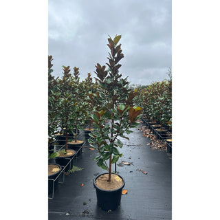 Magnolia Teddy Bear 400Mm Pot Advanced Plant Plants