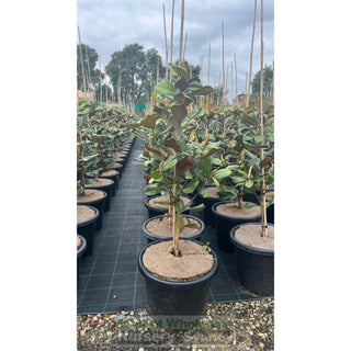 Magnolia Teddy Bear 400Mm Pot Advanced Plant Plants
