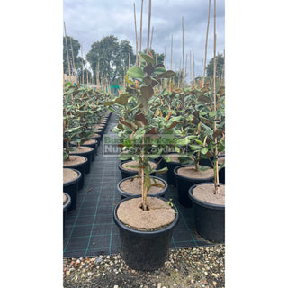 Magnolia Teddy Bear 400Mm Pot Advanced Plant Plants