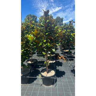 Magnolia Teddy Bear 400Mm Pot Advanced Plant Plants