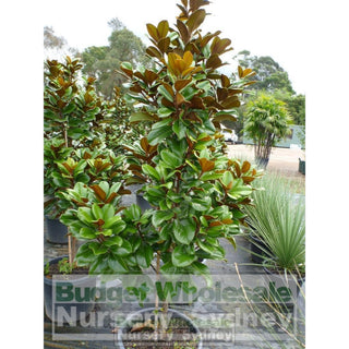 Magnolia Teddy Bear 400Mm Pot Advanced Plant Plants