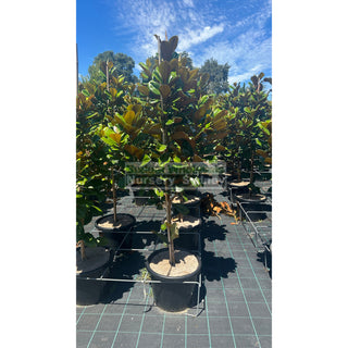Magnolia Teddy Bear 400Mm Pot Advanced Plant Plants