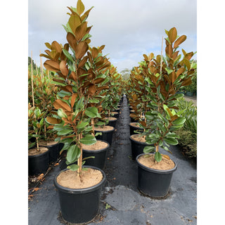 Magnolia Teddy Bear 400Mm Pot Advanced Plant Plants