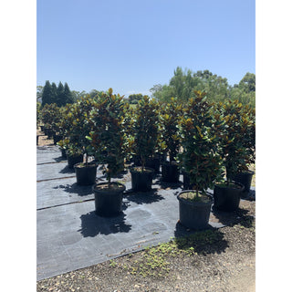 Magnolia Teddy Bear Giant 500Mm Pot 75L Advanced Plant Plants