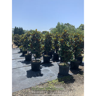 Magnolia Teddy Bear Giant 500Mm Pot 75L Advanced Plant Plants