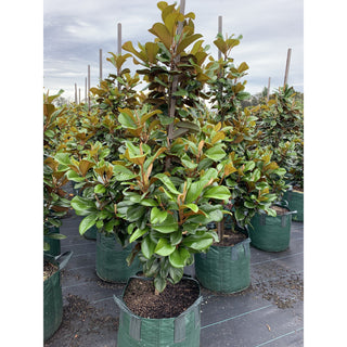 Magnolia Teddy Bear Giant 100Lt Advanced Plant Plants