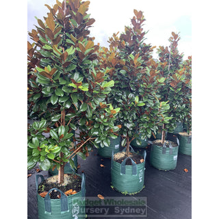 Magnolia Teddy Bear Giant 100Lt Advanced Plant Plants