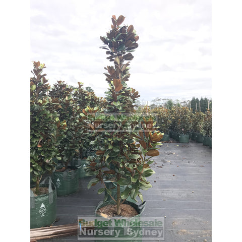 Magnolia Teddy Bear Giant 100Lt Advanced Plant Plants