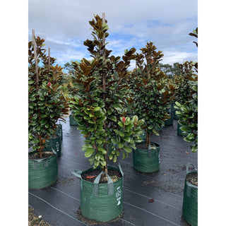 Magnolia Teddy Bear Giant 100Lt Advanced Plant Plants