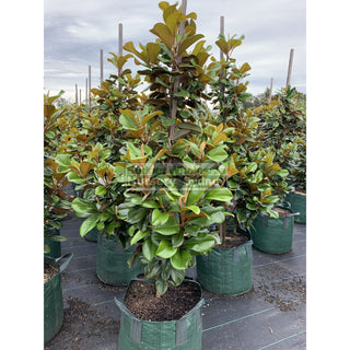 Magnolia Teddy Bear Giant 100Lt Advanced Plant Plants
