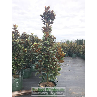 Magnolia Teddy Bear Giant 100Lt Advanced Plant Plants
