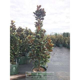 Magnolia Teddy Bear Giant 100Lt Advanced Plant Plants