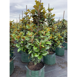 Magnolia Teddy Bear Giant 100Lt Advanced Plant Plants