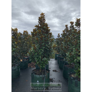 Magnolia Teddy Bear Giant 100Lt Advanced Plant Plants