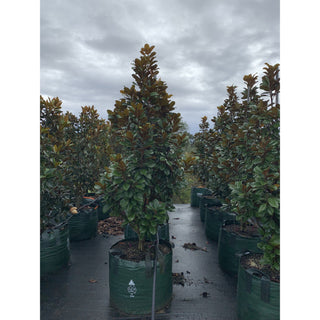Magnolia Teddy Bear Giant 100Lt Advanced Plant Plants