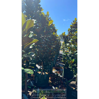 Magnolia Teddy Bear Giant 100Lt Advanced Plant Plants
