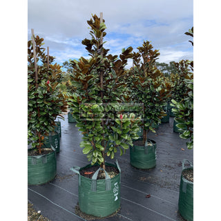 Magnolia Teddy Bear Giant 100Lt Advanced Plant Plants