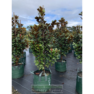 Magnolia Teddy Bear Giant 100Lt Advanced Plant Plants