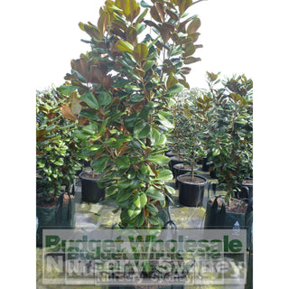 Magnolia Teddy Bear Giant 150L Super Advanced Plant Plants